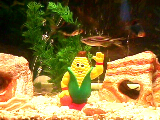 CornMan